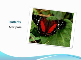 Butterfly
Mariposa
 