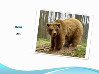 Bear
oso
 