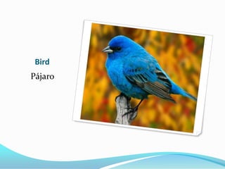 Bird
Pájaro
 