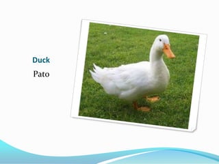 Duck
Pato
 