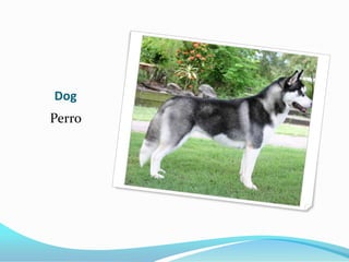 Dog
Perro
 