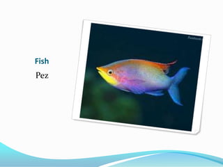 Fish
Pez
 