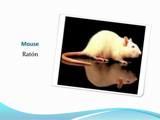 Mouse
Ratón
 