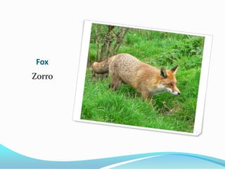 Fox
Zorro
 