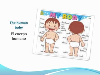 The human
   boby
El cuerpo
humano
 
