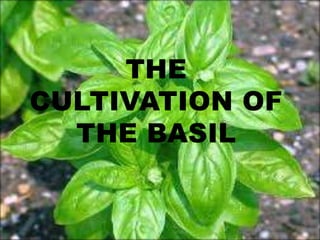 THE
CULTIVATION OF
THE BASIL
 