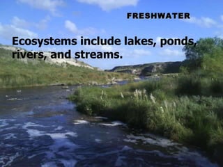 FRESHWATER Ecosystems include lakes, ponds, rivers, and streams. 