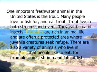 One important freshwater animal in the United States is the trout. Many people love to fish for, and eat trout. Trout live in both streams and rivers. They eat fish and insects.  Estuaries  are rich in animal life and are often a protected area where juvenile creatures seek refuge. There are also a variety of animals who live in  estuaries  that people like to eat, for example clams, shrimp and lots of fish.  