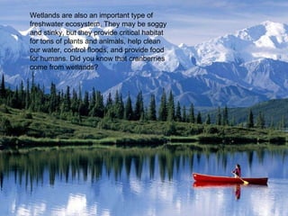 Wetlands are also an important type of freshwater ecosystem. They may be soggy and stinky, but they provide critical habitat for tons of plants and animals, help clean our water, control floods, and provide food for humans. Did you know that cranberries come from wetlands? 