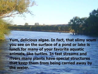 Yum, delicious algae. In fact, that slimy scum you see on the surface of a pond or lake is lunch for many of your favorite aquatic animals, like turtles. In fast streams and rivers many plants have special structures that keep them from being carried away by the   water.   