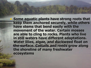 Some aquatic plants have strong roots that keep them anchored securely, while others have stems that bend easily with the movement of the water. Certain mosses are able to cling to rocks. Plants who live in still waters have different adaptations. Water lilies, algae, and duckweed float on the surface. Cattails and reeds grow along the shoreline of many freshwater ecosystems   