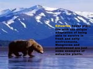 Estuaries  house plant life with the unique adaptation of being able to survive in fresh and salty environments. Mangroves and pickleweed are just some examples of estuarine plants.   