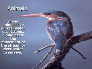 Animals many animals live  in freshwater ecosystems. Some need the movement of the stream or river water to survive.   