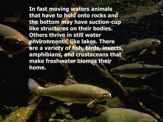 In fast moving waters animals that have to hold onto rocks and the bottom may have suction-cup like structures on their bodies. Others thrive in still water environments, like lakes. There are a variety of fish, birds, insects, amphibians, and crustaceans that make freshwater biomes their home.   