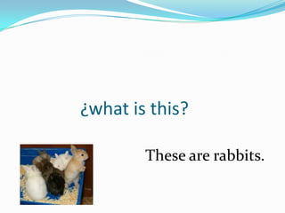 ¿what is this?

        These are rabbits.
 