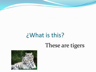 ¿What is this?
      These are tigers
 
