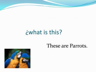 ¿what is this?
        These are Parrots.
 