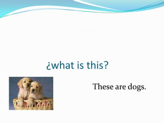 ¿what is this?
          These are dogs.
 