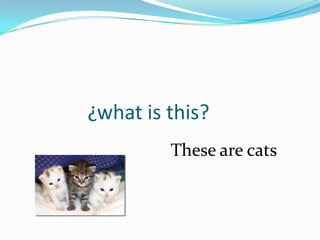 ¿what is this?
         These are cats
 