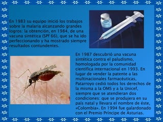 En 1983 su equipo inició los trabajos
sobre la malaria alcanzando grandes
logros: la obtención, en 1984, de una
vacuna sintética (SPf 66), que se ha ido
perfeccionando y ha mostrado siempre
resultados contundentes.

                                  En 1987 descubrió una vacuna
                                  sintética contra el paludismo,
                                  homologada por la comunidad
                                  científica internacional en 1993. En
                                  lugar de vender la patente a las
                                  multinacionales farmacéuticas,
                                  Patarroyo cedió todos los derechos de
                                  la misma a la OMS y a la Unicef,
                                  siempre que se atendieran dos
                                  condiciones: que se produjera en su
                                  país natal y llevara el nombre de éste,
                                  «Colombia». En 1994 fue galardonado
                                  con el Premio Príncipe de Asturias.
 
