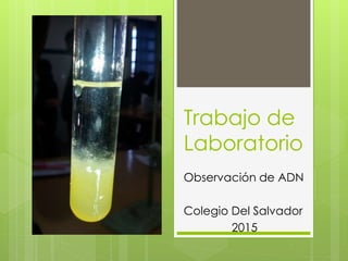 Trabajo de
Laboratorio
Observación de ADN
Colegio Del Salvador
2015
 