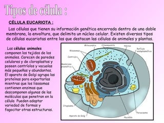 Tipos de célula : Las células que tienen su información genética encerrada dentro de una doble membrana, la envoltura, que delimita un núcleo celular. Existen diversos tipos de células eucariotas entre las que destacan las células de animales y plantas. CÉLULA EUCARIOTA : Las  células animales  componen los tejidos de los animales. Carecen de paredes celulares y de cloroplastos y poseen centríolos y vacuolas más pequeñas y abundantes.  El aparato de Golgi agrupa las proteínas para exportarlas mientras que los lisosomas contienen enzimas que descomponen algunas de las moléculas que penetran en la célula  Pueden adoptar variedad de formas y fagocitar otras estructuras. 
