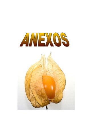 Trabajo del aguaymanto