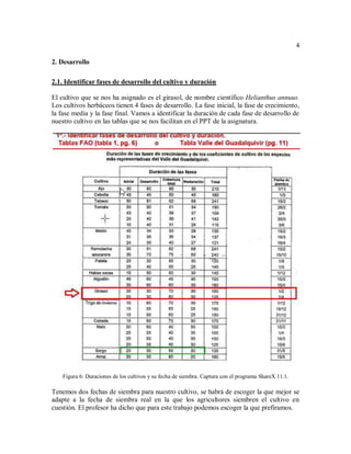 4
2. Desarrollo
2.1. Identificar fases de desarrollo del cultivo y duración
El cultivo que se nos ha asignado es el girasol, de nombre científico Helianthus annuus.
Los cultivos herbáceos tienen 4 fases de desarrollo. La fase inicial, la fase de crecimiento,
la fase media y la fase final. Vamos a identificar la duración de cada fase de desarrollo de
nuestro cultivo en las tablas que se nos facilitan en el PPT de la asignatura.
Figura 6: Duraciones de los cultivos y su fecha de siembra. Captura con el programa ShareX 11.1.
Tenemos dos fechas de siembra para nuestro cultivo, se habrá de escoger la que mejor se
adapte a la fecha de siembra real en la que los agricultores siembren el cultivo en
cuestión. El profesor ha dicho que para este trabajo podemos escoger la que prefiramos.
 