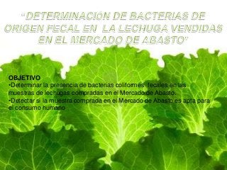 OBJETIVO
•Determinar la presencia de bacterias coliformes fecales en las
muestras de lechugas compradas en el Mercado de Abasto.
•Detectar si la muestra comprada en el Mercado de Abasto es apta para
el consumo humano
 