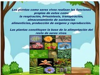 Clasificación de las plantas con flor
Existen muchos tipos de plantas con flor que podamos clasificar en dos grandes
grupo...