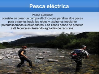 Pesca eléctrica
Pesca eléctrica:
consiste en crear un campo eléctrico que paraliza alos peces
para atraerlos hacia las redes y aspirarlos mediante
potentesbombas succionadoras. Las zonas donde se practica
está técnica estánsiendo agotadas de recursos.
 