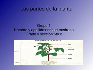 Las partes de la planta
Grupo:1
Nombre y apellido:enrique medrano
Grado y seccion:6to c
 