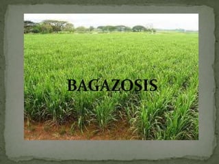        BAGAZOSIS