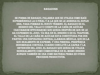 BAGAZOSIS se forma de bagazo, palabra que se utiliza como raíz suprimiéndole la o final y a la que se le agrega el sufijo osis, para formar el nuevo término. El bagazo es el residuo del tallo o cuerpo de la caña de azúcar (Saccharum officinarum) que queda después de que se le ha exprimido el jugo, ya sea en el ingenio o en el trapiche.El tallo de la caña de azúcar esta constituida por dos partes: una esponjosa central llamada médula, que es la que realmente se exprime, y una fibrosa, periférica denominada corteza. Cuando concluye la zafra y la obtención del jugo, el bagazo que queda se utiliza generalmente como combustible en el mismo ingenio aunque también se usa como materia prima en otros procesos productivos.