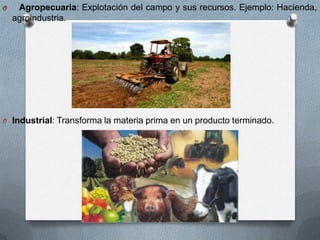 O

Agropecuaria: Explotación del campo y sus recursos. Ejemplo: Hacienda,
agroindustria.

O Industrial: Transforma la materia prima en un producto terminado.

 