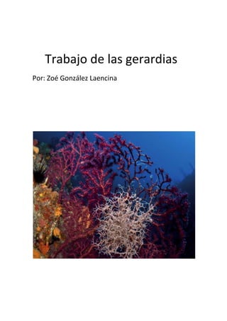  <br />    Trabajo de las gerardias<br />Por: Zoé González Laencina<br />Índice<br />Introducción<br />Localización<br />Definición de la palabra Gerardias<br /> Sus colores<br /> Sus formas<br />Importancia de proteger<br />Equipo humano encargado de su investigación <br />Anexos <br />Introducción<br /> Gerardia L. es un género de plantas perteneciente a la familia Acanthaceae. Se usóuna vez como el nombre genérico para el Agalinis género, pero en base a las reglasdel CINB (Art. 53) se trata un homónimo ilegítimo después de Gerardia L. (1753)que ahora está disponible para Agalinis uso.El género lleva el nombre del Inglés herbolario John Gerard (1545-1611/2).Stenandrium sigue siendo preferido debido a su uso generalizado e histórico.                                                             <br />    <br />Localización  <br />Estos corales se encuentran al lado del islote de la graciosa. <br />Definición de la palabra Gerardias. <br />Gerardias: es un género de plantas con flores perteneciente a la familia Acanthaceae. El género tiene 101 especies de hierbas.<br />Sus colores<br />-Sus colores varían según el color de sus alimentos <br />Sus formas<br />-sus formas son variadas.<br />Equipo humano encargado<br />-Dr. Oscar Ocaña, investigador principal. Doctor en <br />biología marina y director del Museo del Mar de Ceuta.<br />Dr. Rogelio Herrera,  investigador y fotógrafo <br />submarino. Doctor en Ciencias del Mar.<br />Dr. Alberto Brito, asesor científico externo. Catedrático de Zoología y Oceanografía Biológica de la Universidad de La Laguna.<br />Rafa Herrero,  coordinador del proyecto y cámara de <br />vídeo.<br />Anexos   <br />-52705147320<br />38354654524528-520924461466<br />