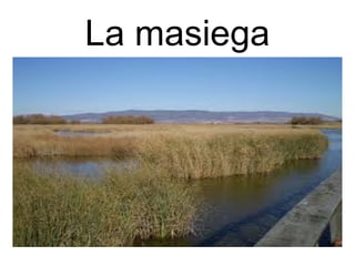 La masiega 