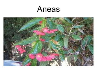 Aneas 