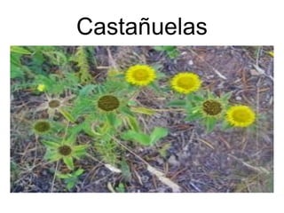 Castañuelas 