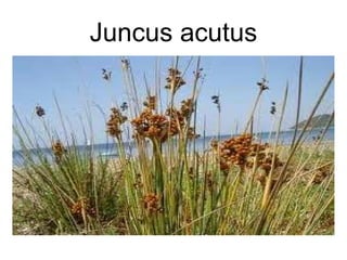 Juncus acutus 
