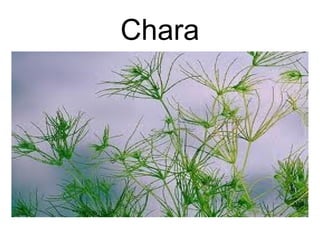 Chara 