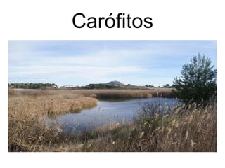 Carófitos 