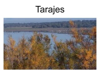 Tarajes 