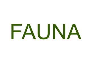 FAUNA 