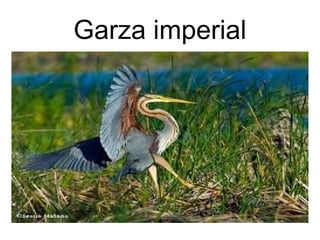 Garza imperial 
