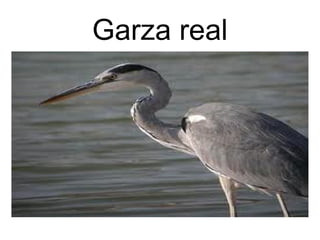 Garza real 