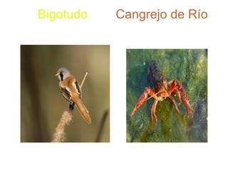 Bigotudo  Cangrejo de Río   