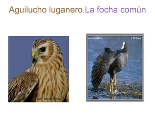 Aguilucho luganero .La focha común   