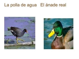 La polla de agua  El ánade real  