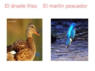 El ánade friso  El martín pescador   